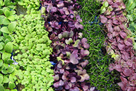 Taste Testing Different Microgreens