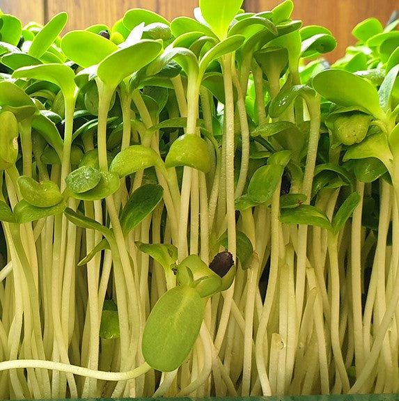 Yellow Mustard Microgreens