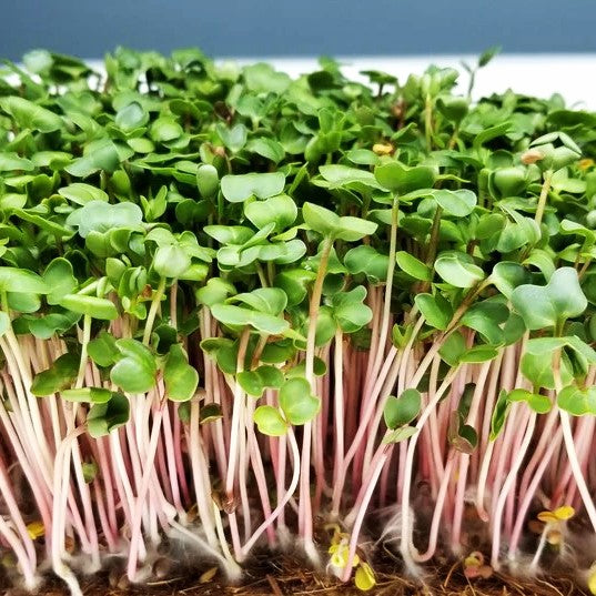 China Rose Radish Microgreens