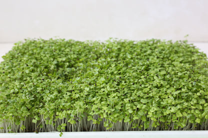 Bok Choy Microgreens