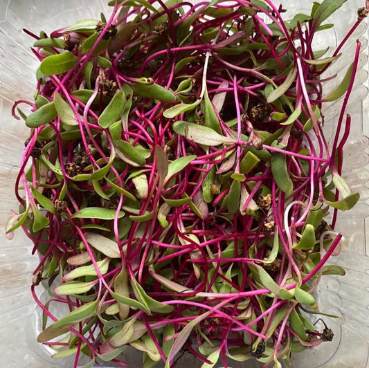 Beetroot Microgreens