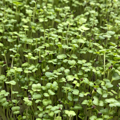 Bok Choy Microgreens