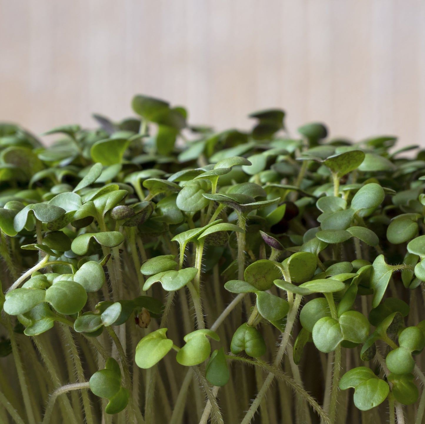 Broccoli Microgreens