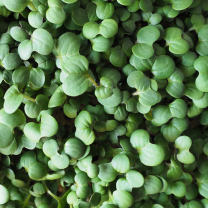 Broccoli Microgreens