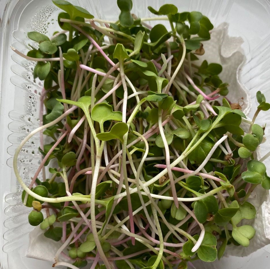 China Rose Radish Microgreens