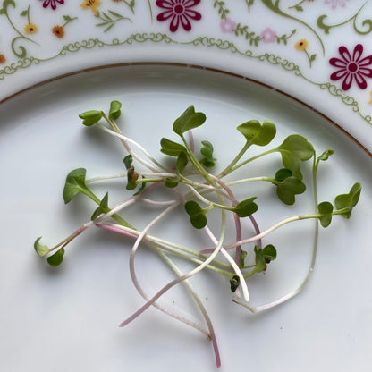 China Rose Radish Microgreens