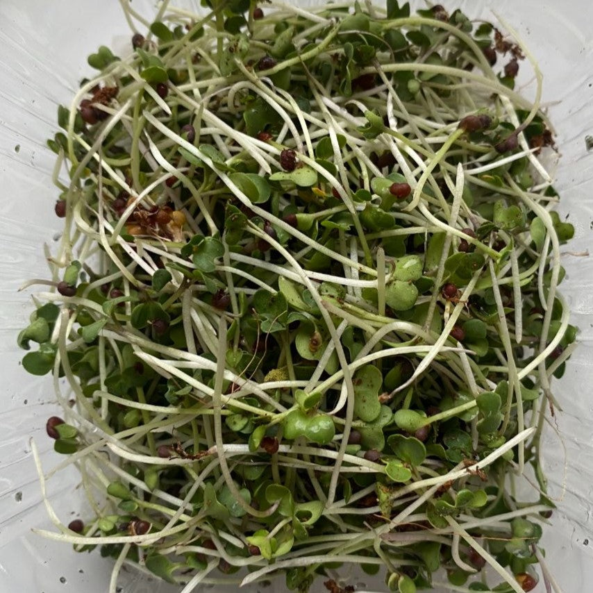 Green Mustard Microgreens