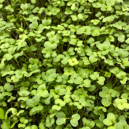 Green Mustard Microgreens