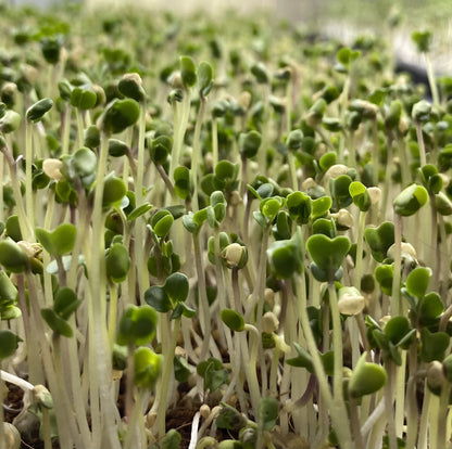 Yellow Mustard Microgreens