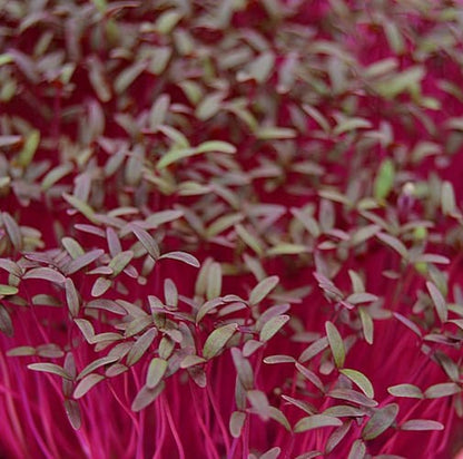 Red Amaranth Microgreens