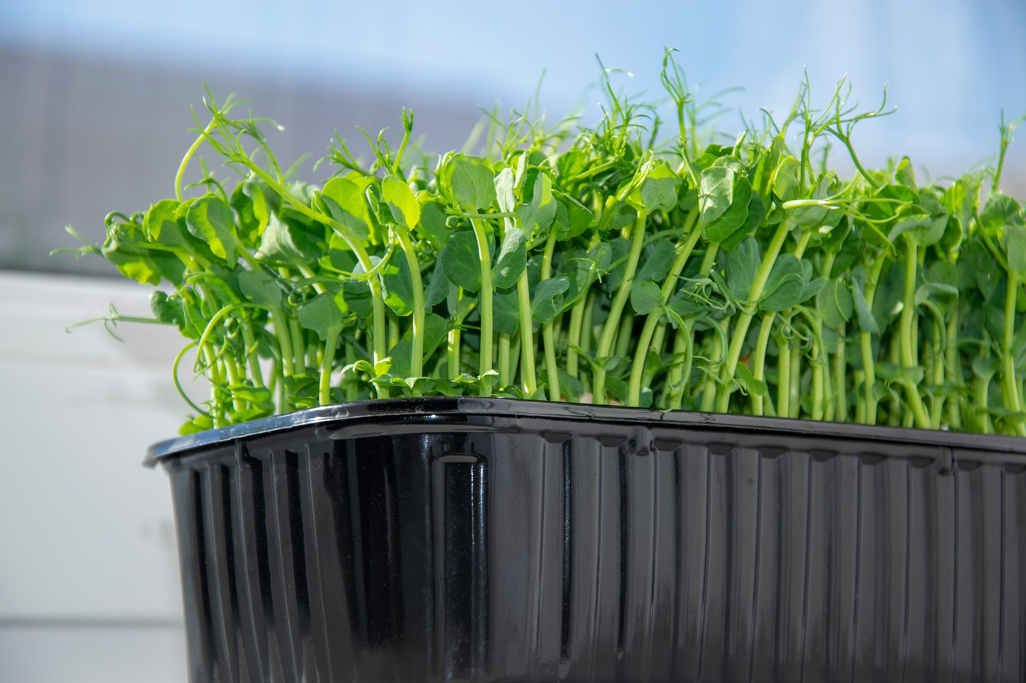 Pea Shoot Microgreens