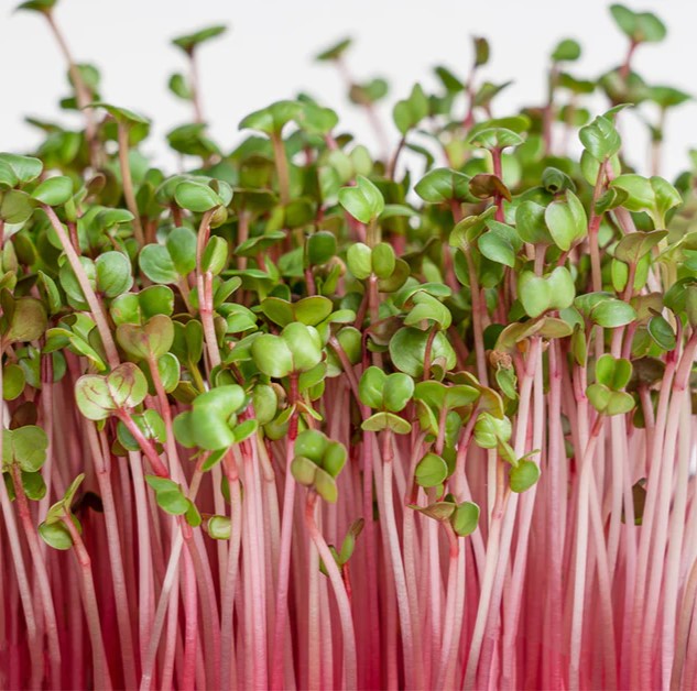 Red Radish Microgreens