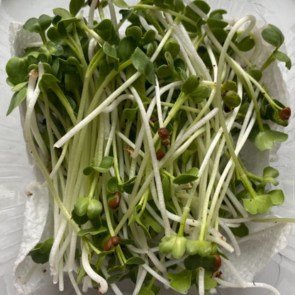 White Radish Microgreens