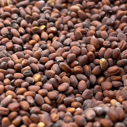 White Radish Microgreens