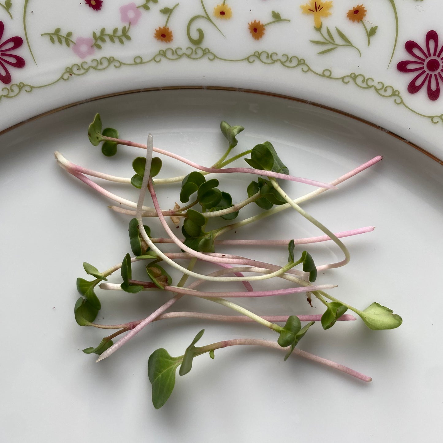 Red Radish Microgreens