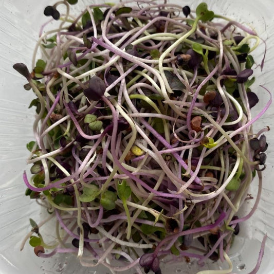 Sango Purple Radish Microgreens