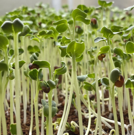 White Radish Microgreens