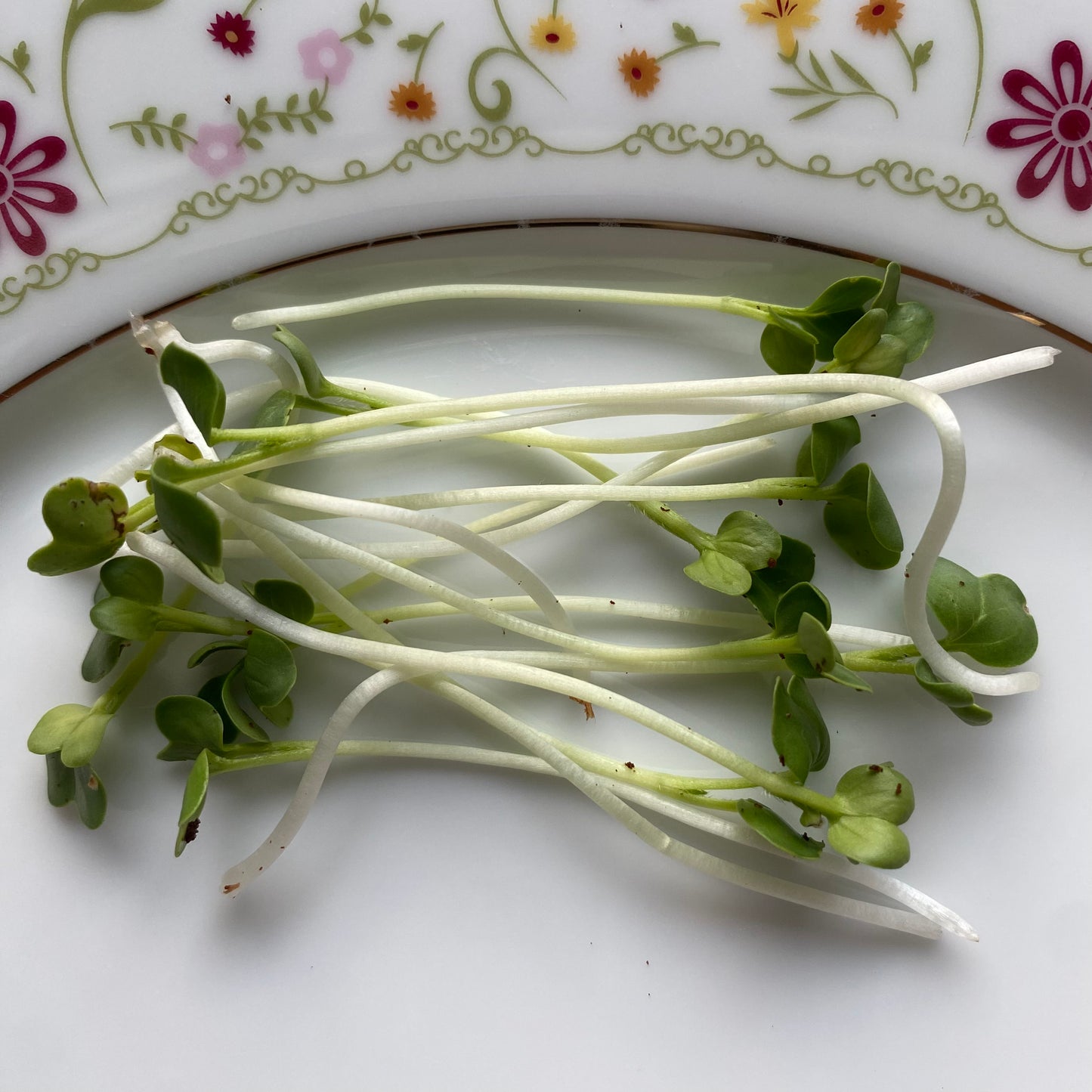 White Radish Microgreens