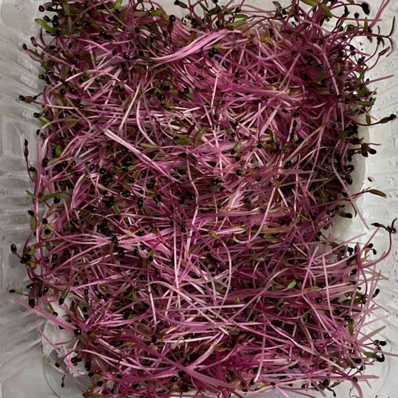 Red Amaranth Microgreens