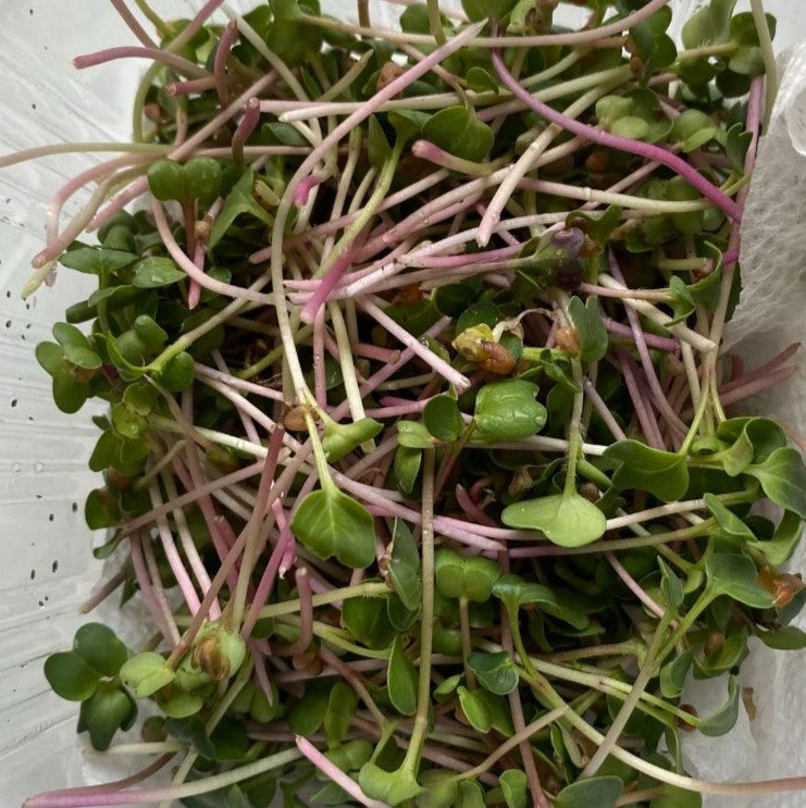 Red Radish Microgreens