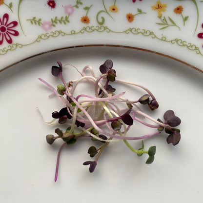 Sango Purple Radish Microgreens