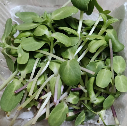 Sunflower Microgreens