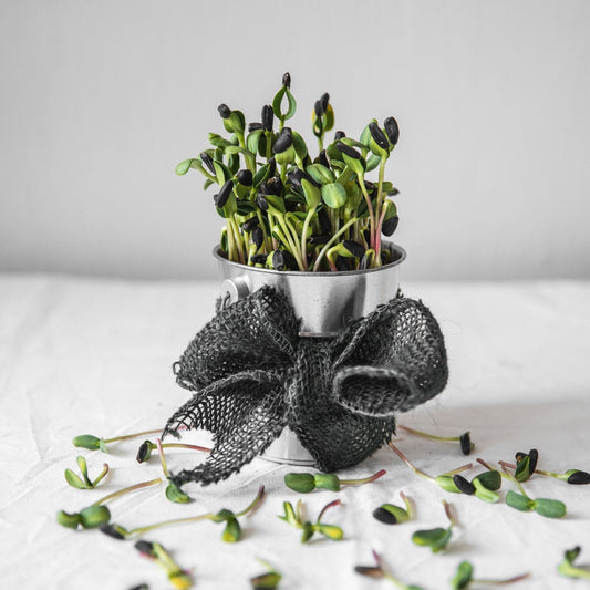 Sunflower Microgreens