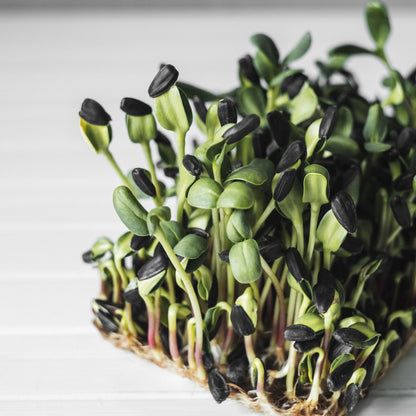 Sunflower Microgreens