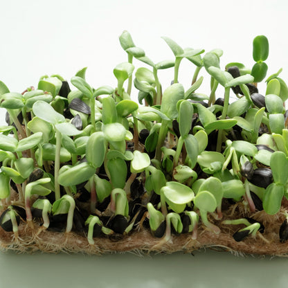 Sunflower Microgreens