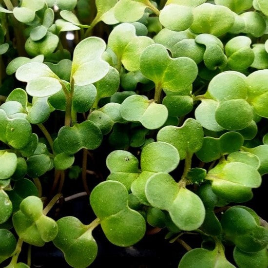 Turnip Microgreens