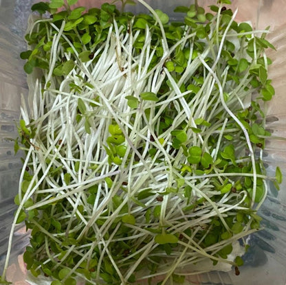 Turnip Microgreens