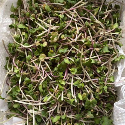 Yellow Mustard Microgreens